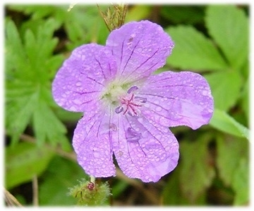 フウロソウ科　花弁は5枚で紫色の花